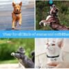 Mini Pet Camera Outdoor Camera Pets & animals 17